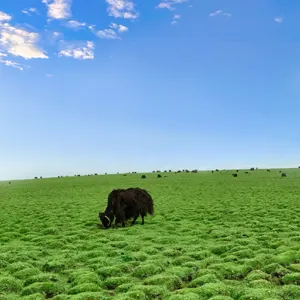 美仁大草原