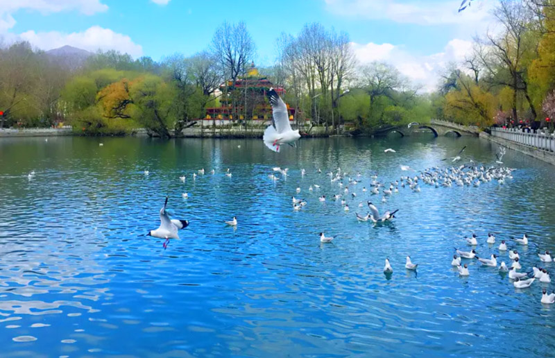 西藏观鸟旅行