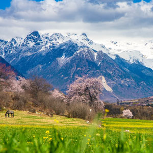波密桃花沟美景
