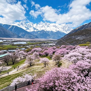 嘎啦村桃花
