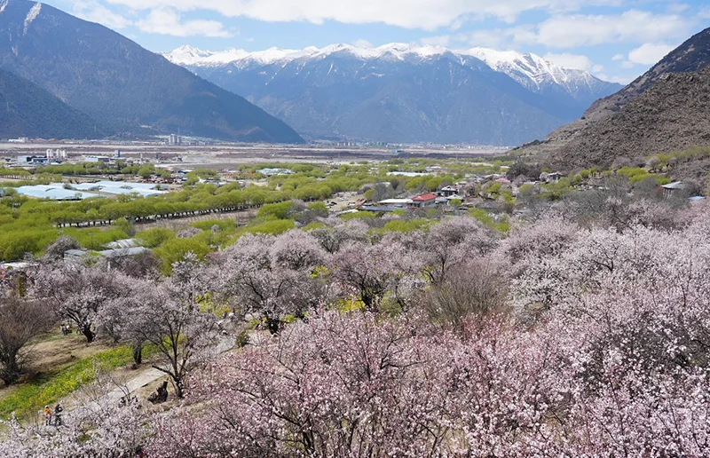 嘎拉桃花村
