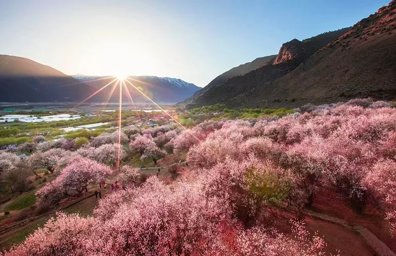 林芝桃花
