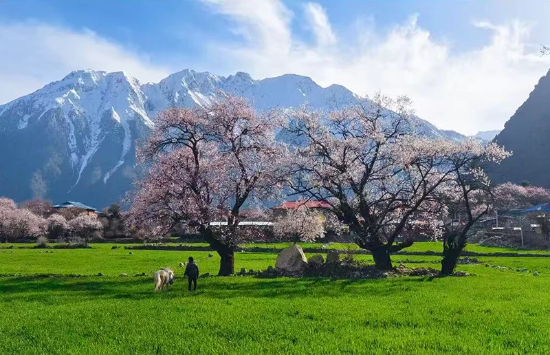 林芝桃花