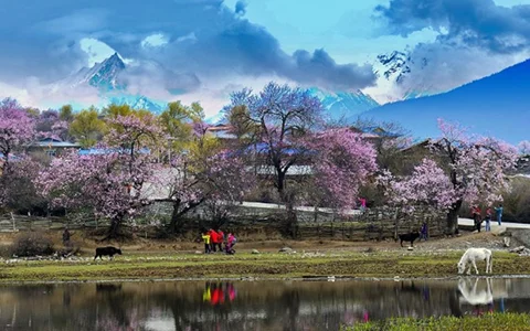 【桃花秘境与冰川奇旅】林芝-鲁朗-然乌湖-来古冰川-拉萨-羊卓雍错-日喀则9天8晚拼团游