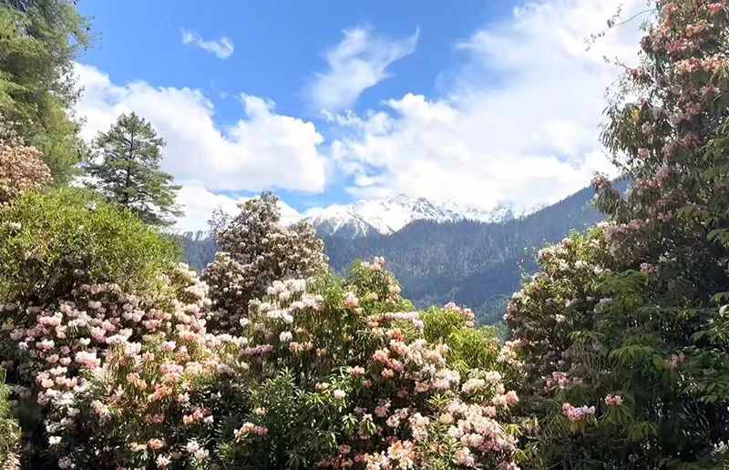 林芝高山杜鹃
