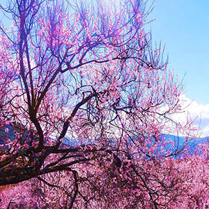 林芝桃花节