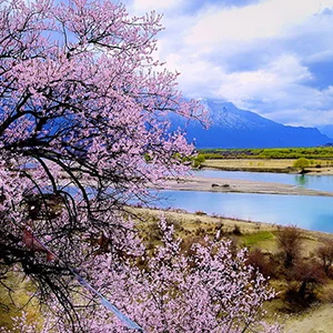 巴松错桃花