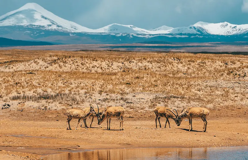 可可西里自然保护区