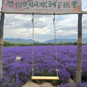 薰衣草庄园的秋千